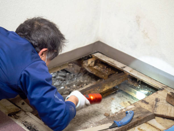 Professional Mold Removal in Washington, UT