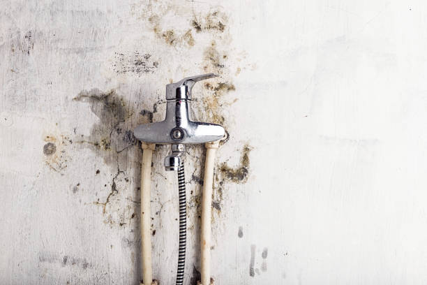 Best Office Mold Removal Services  in Washington, UT