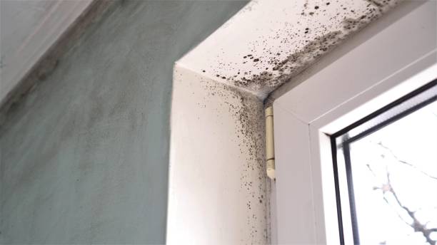 Best Toxic Mold Removal  in Washington, UT