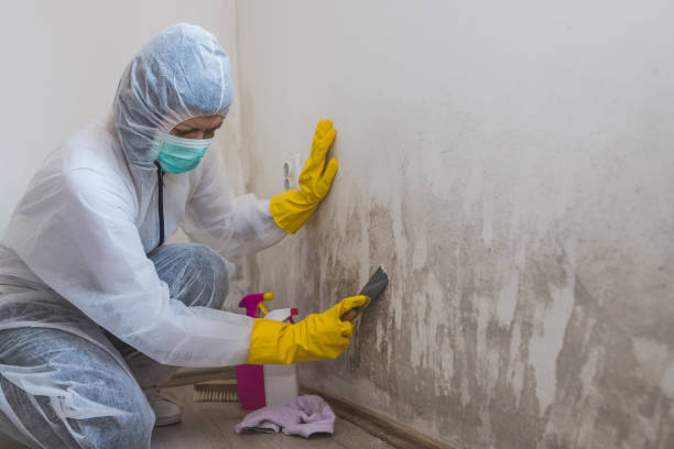 Best Attic Mold Removal  in Washington, UT