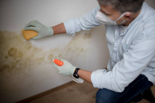 Best Mold Cleaning Services  in Washington, UT