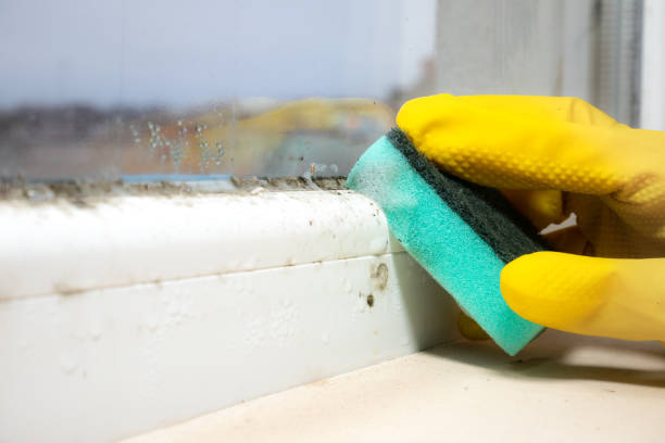 Mold Testing and Removal in Washington, UT