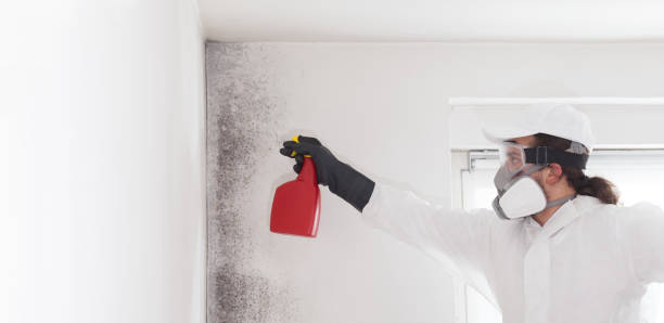 Best Local Mold Removal Service  in Washington, UT