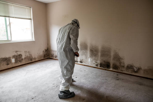 Attic Mold Removal in Washington, UT