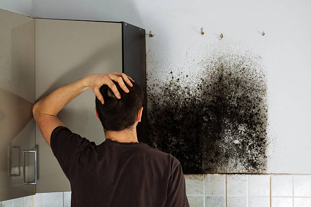 Best Professional Mold Removal  in Washington, UT