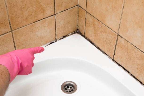 Best Affordable Mold Removal  in Washington, UT